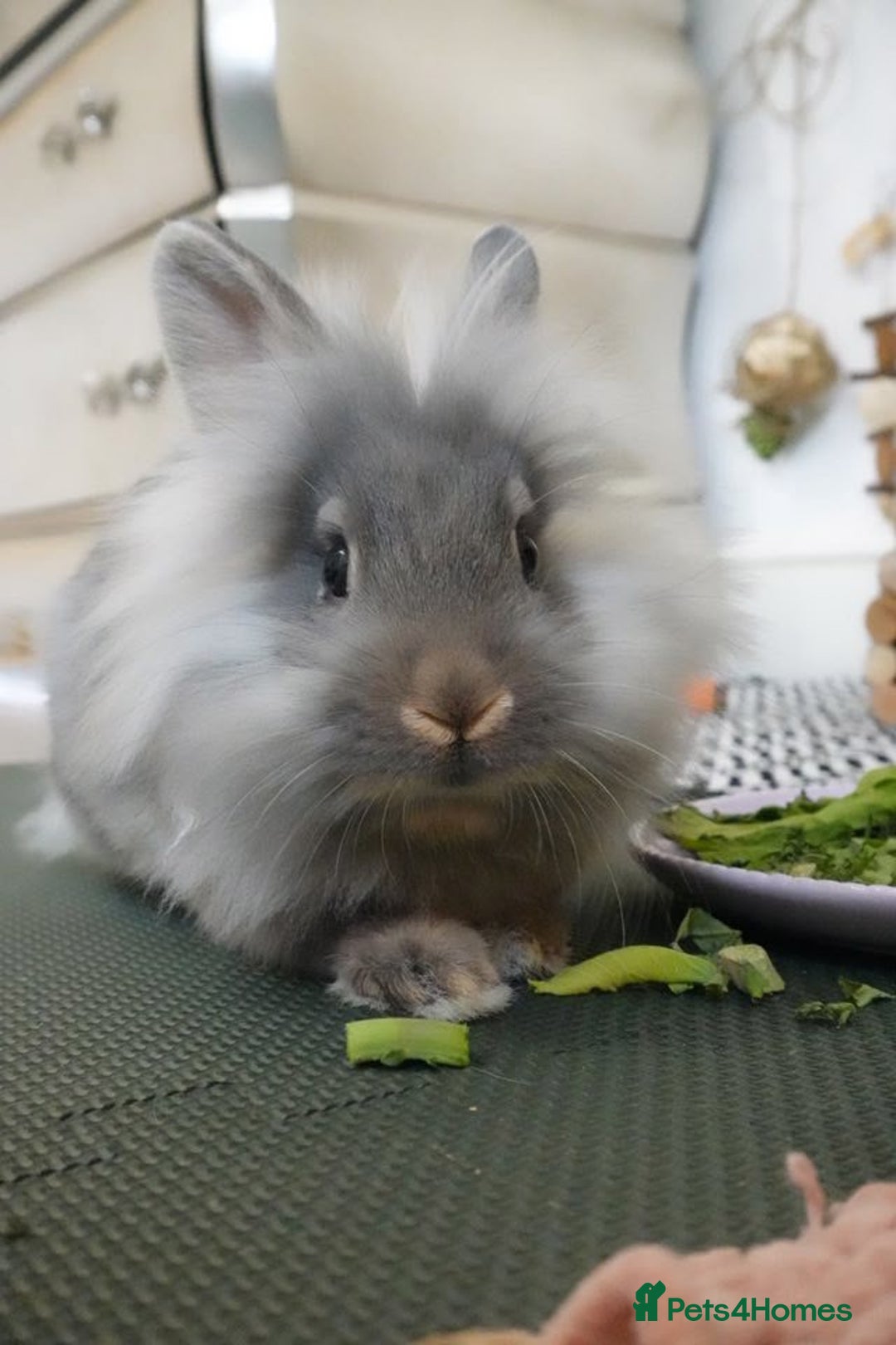 Lionhead rabbits for sale: Thumper lion head female  - Image 3