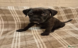 Mixed Breed dogs for sale: Bullmastiff x puppies 🐶  - Advert 29