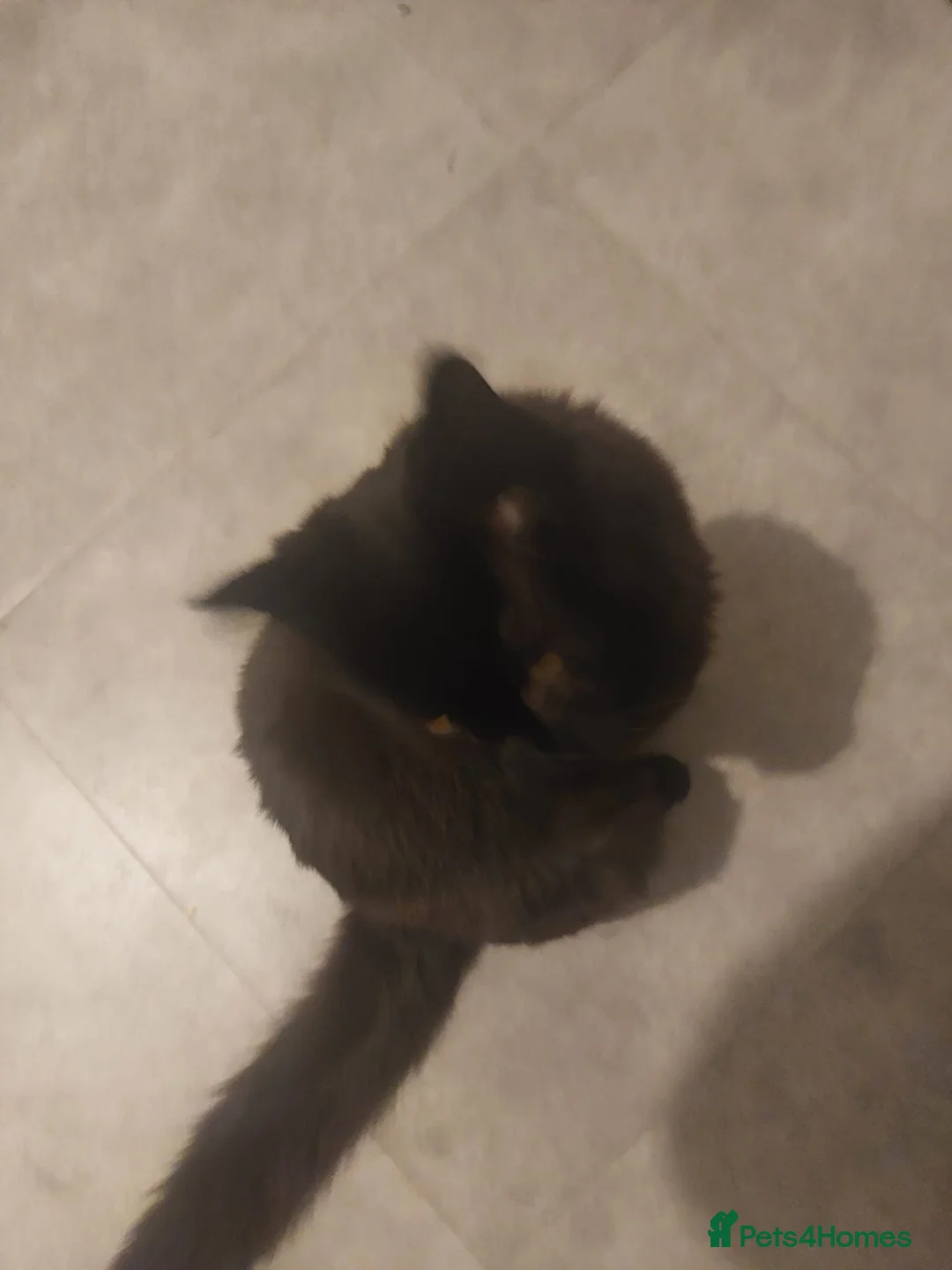 Mixed Breed cats for sale: Maine coon x male  - Advert 5