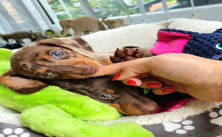Dachshund dogs - Advert 4