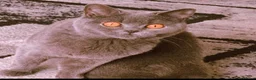 British Shorthair cats for sale: Stunning British shorthairs - champion bloodlines - Advert 7