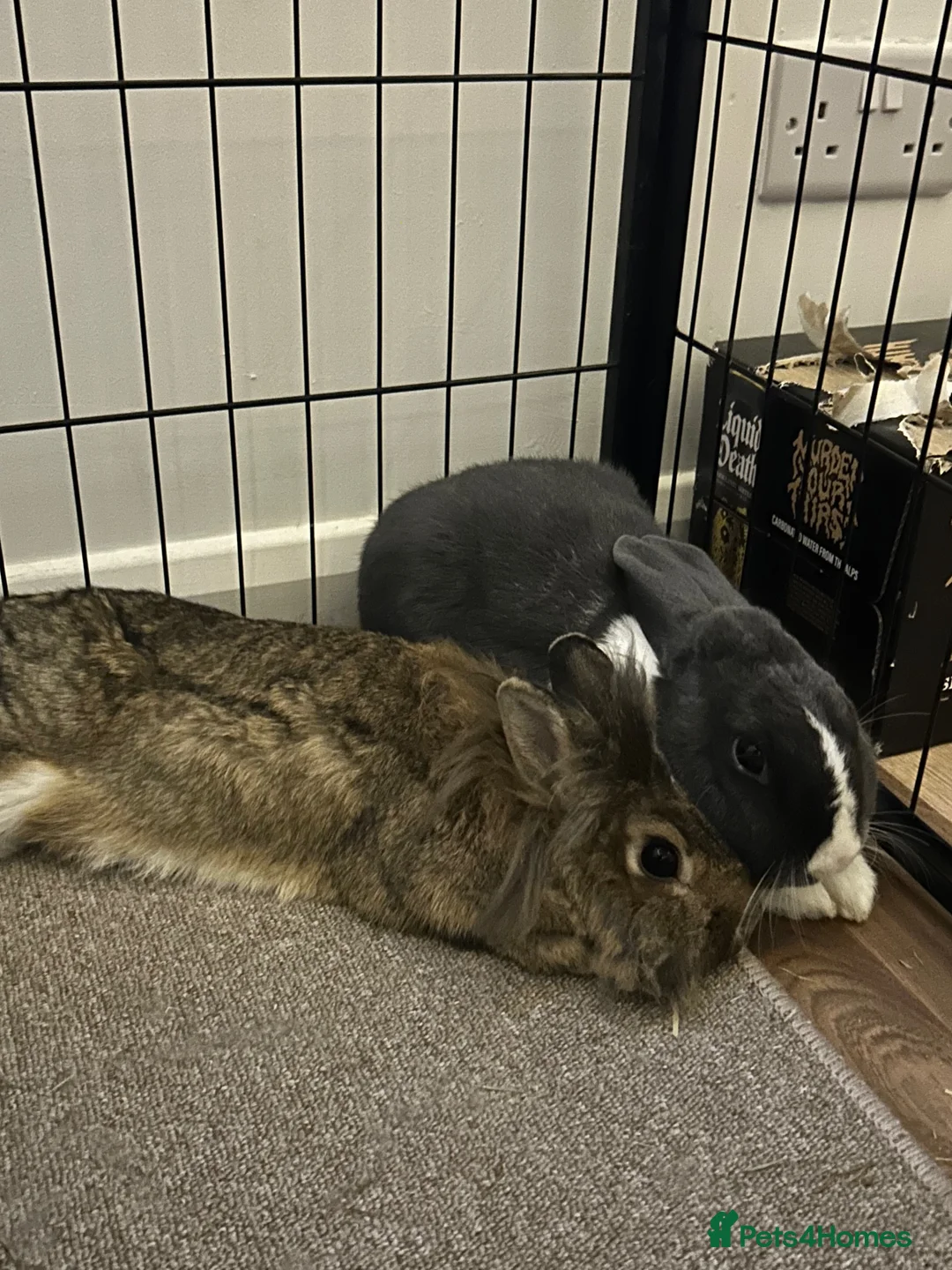 Dutch rabbits for sale: Two Micro-chipped bunnies vaccinated Rabbits - Advert 4
