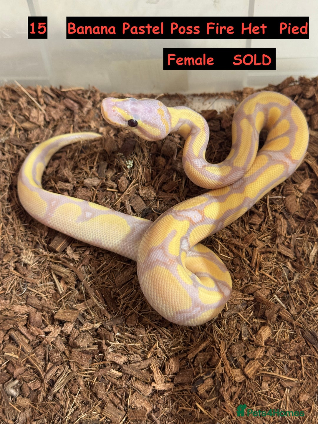 Python Snake reptiles for sale: Baby Ball Python's - Advert 4