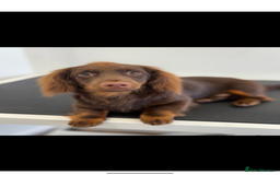 Miniature Dachshund dogs for sale: Miniature long haired dachshund - Image 1
