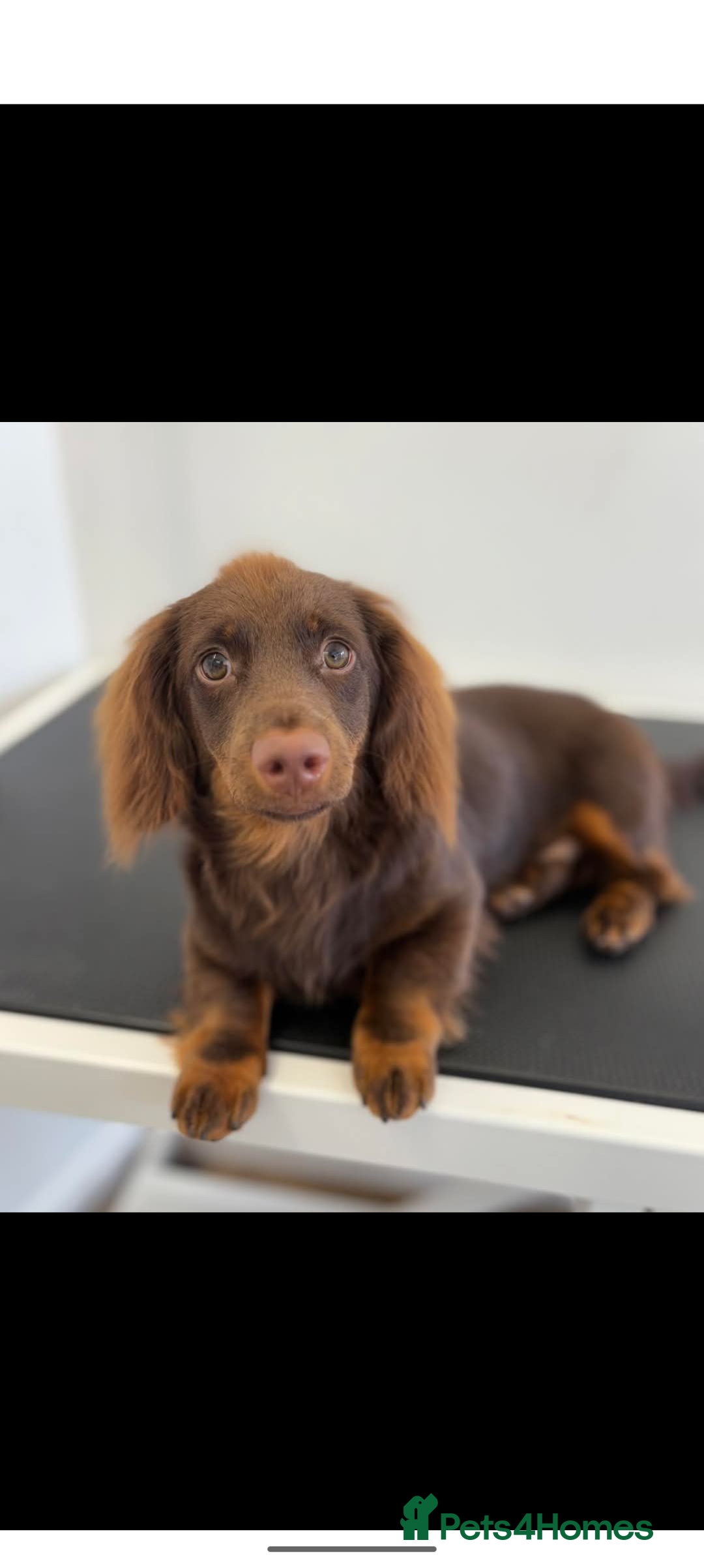 Miniature Dachshund dogs for sale: Miniature long haired dachshund - Image 1