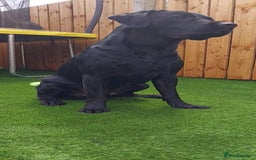 Labrador Retriever dogs for stud: PROVEN Fully health tested, KC Labrador for stud - Image 4