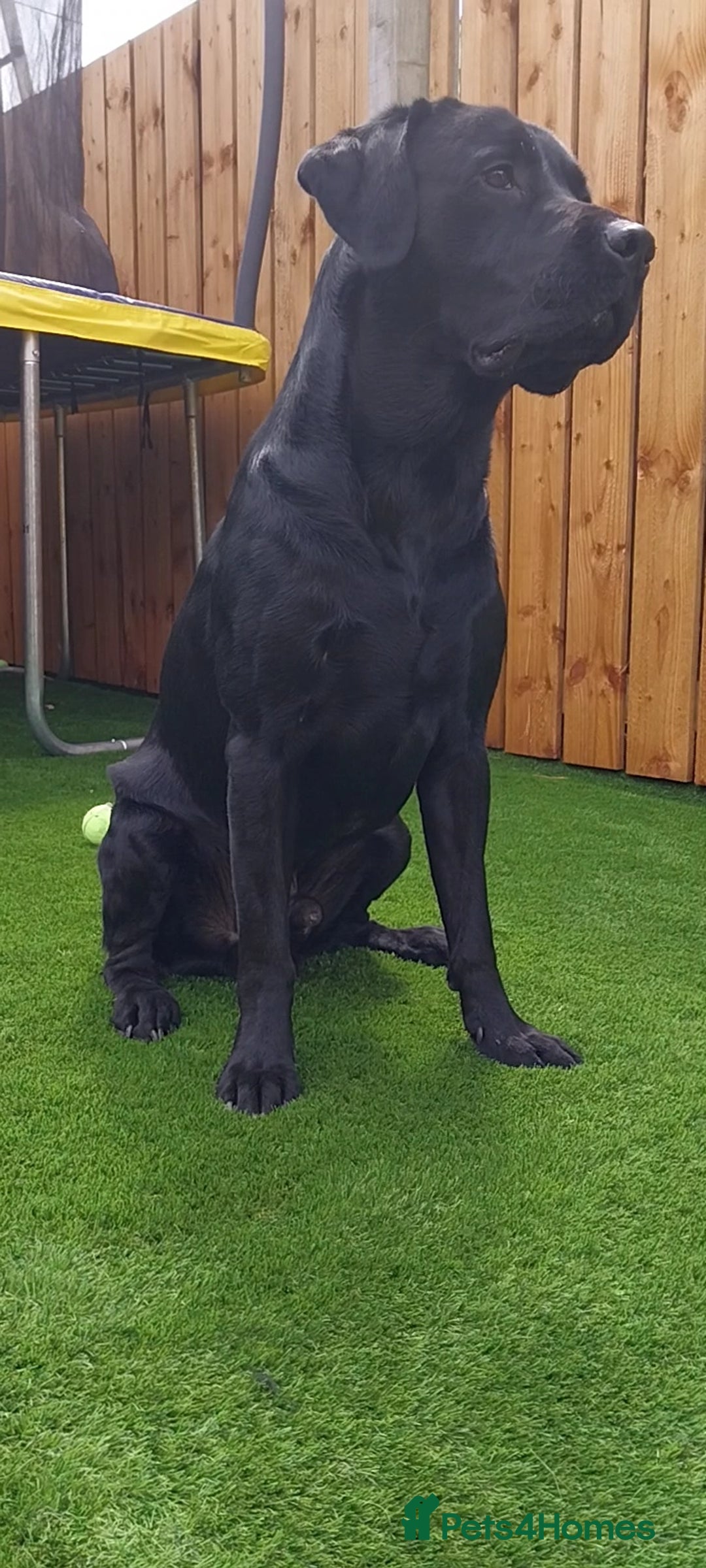 Labrador Retriever dogs for stud: PROVEN Fully health tested, KC Labrador for stud - Image 4