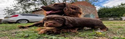 Sprocker dogs for sale: Lovely Sprocker Puppies for sale in Bury Saint Edmunds - Advert 3