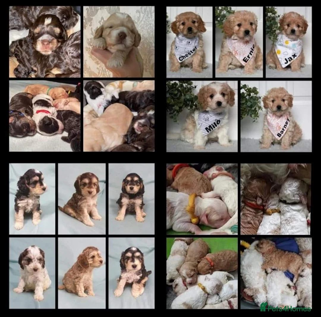 Cockapoo dogs for stud: KC registered miniature poodle stud in Bolton - Advert 6