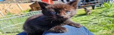 Mixed Breed Kitten 1
