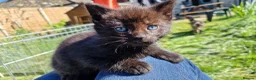 Mixed Breed cats for sale: Mix breed kittens, ip3  - Advert 31