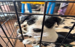 Mixed Breed dogs for sale: Border terrier x Patterdale terrier   - Image 6
