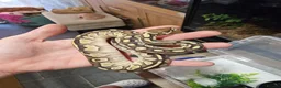 Python Snake reptiles for sale: Baby royal pythons  - Advert 1