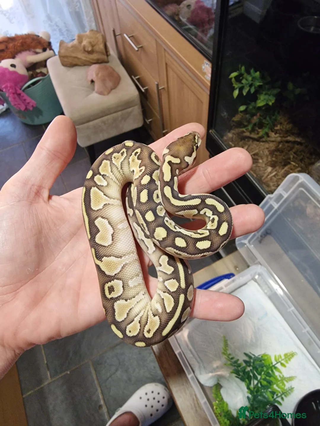 Python Snake reptiles for sale: Baby royal pythons  - Advert 1