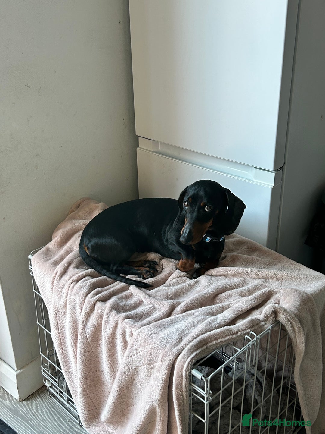 Miniature Dachshund dogs for sale: Black & tan mini dachshund  in Huntingdon - Image 3
