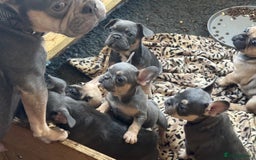 French Bulldog dogs for sale: French bulldogs Liliac tans and fawns  - Image 2