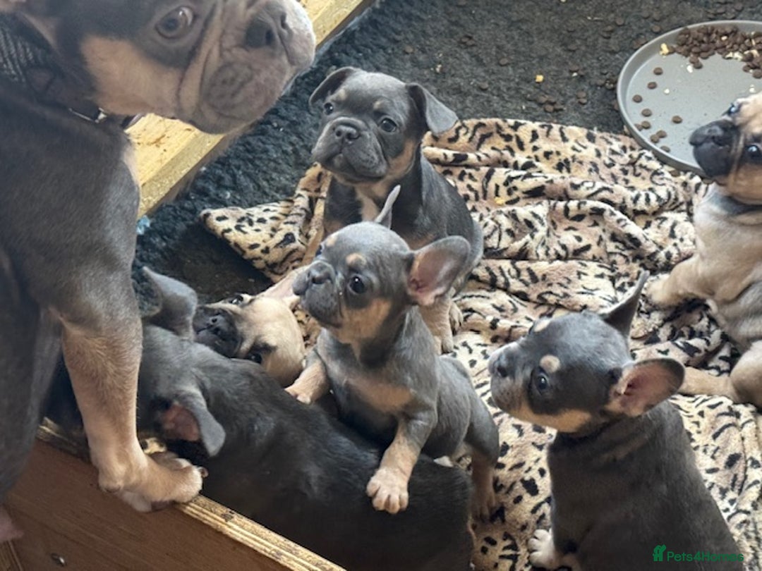 French Bulldog dogs for sale: French bulldogs Liliac tans and fawns  - Image 2