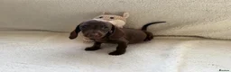 Mixed Breed dogs for sale: Dachshund  in Thornton Heath - Advert 3