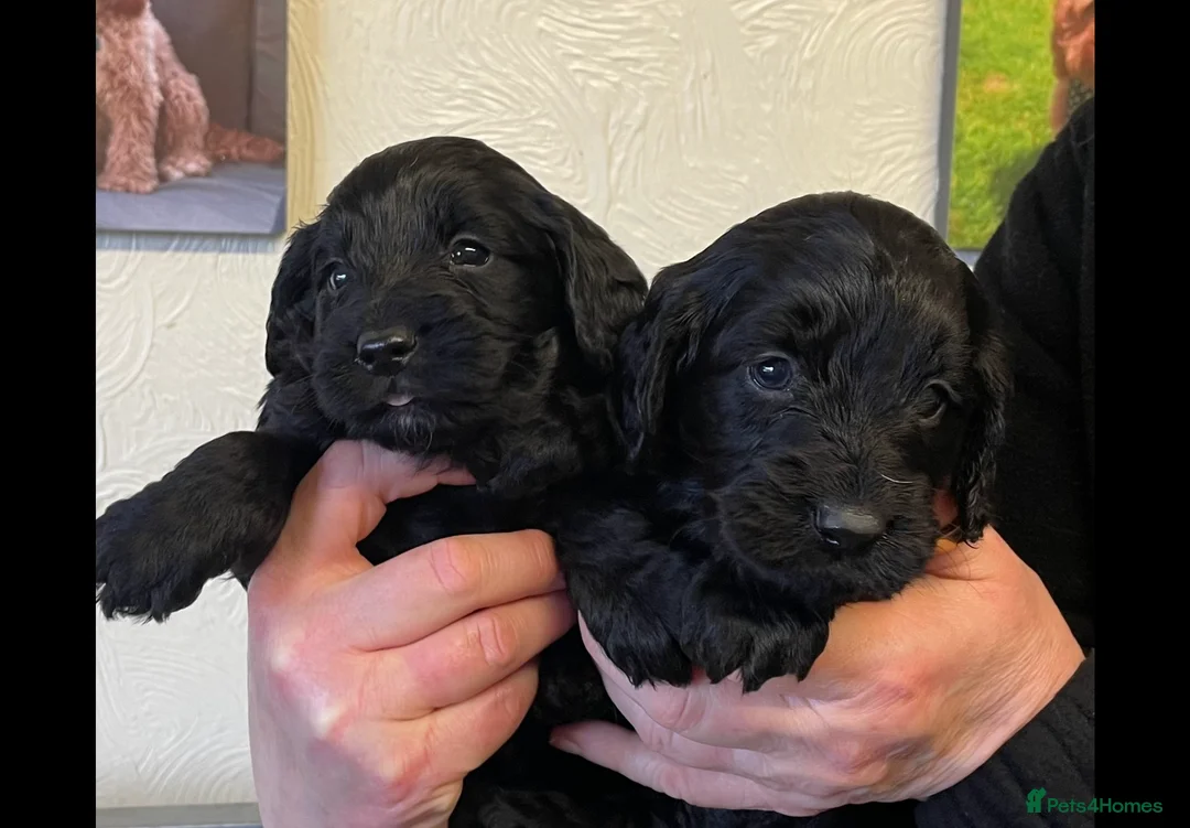 Cockapoo dogs for sale: QUALITY COCKERPOO PUPS .HEALTH TESTED 5 star  - Advert 3