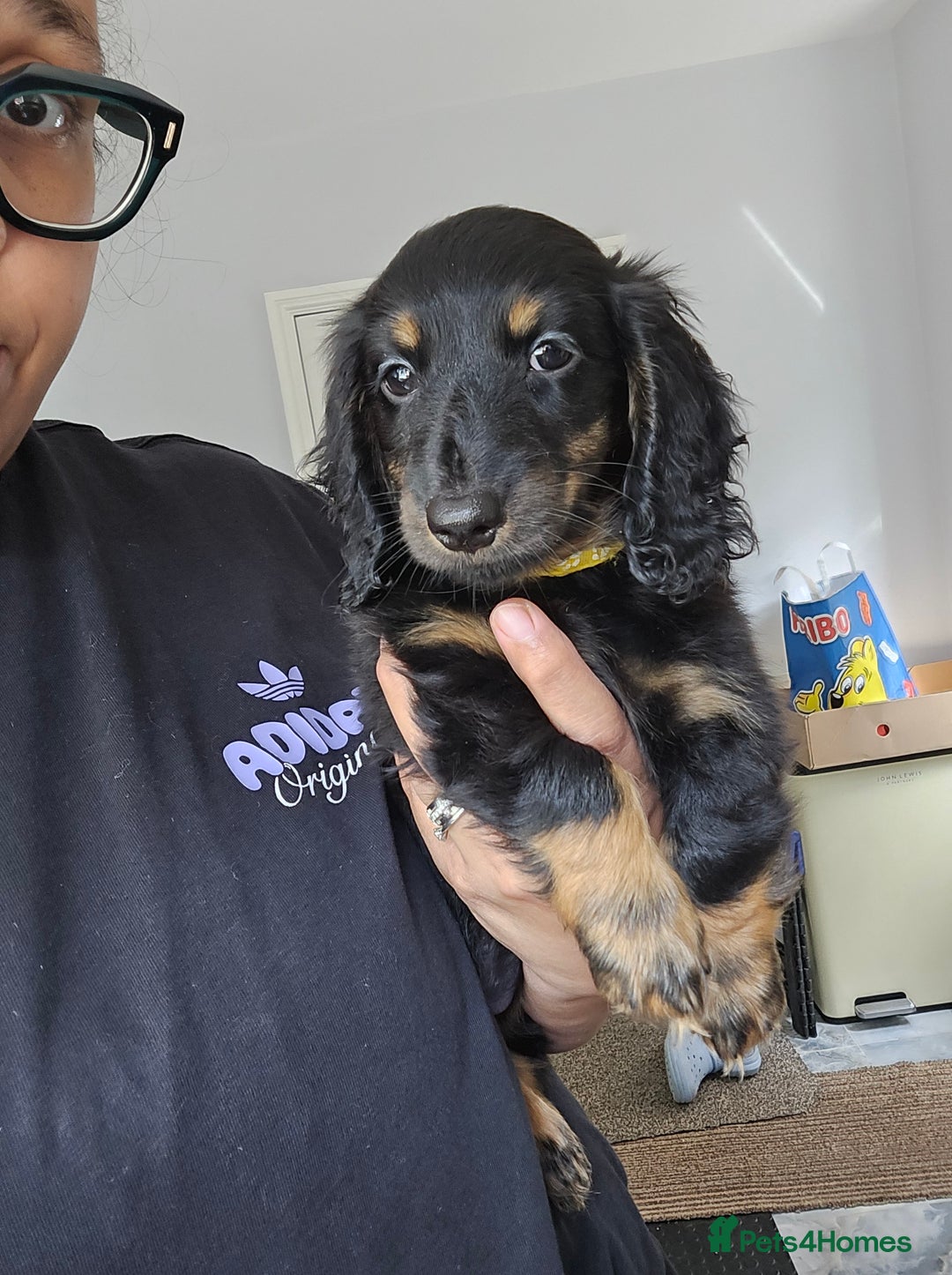 Miniature Dachshund dogs for sale: READY NOW. Rare long haired miniature dachshunds - Image 11