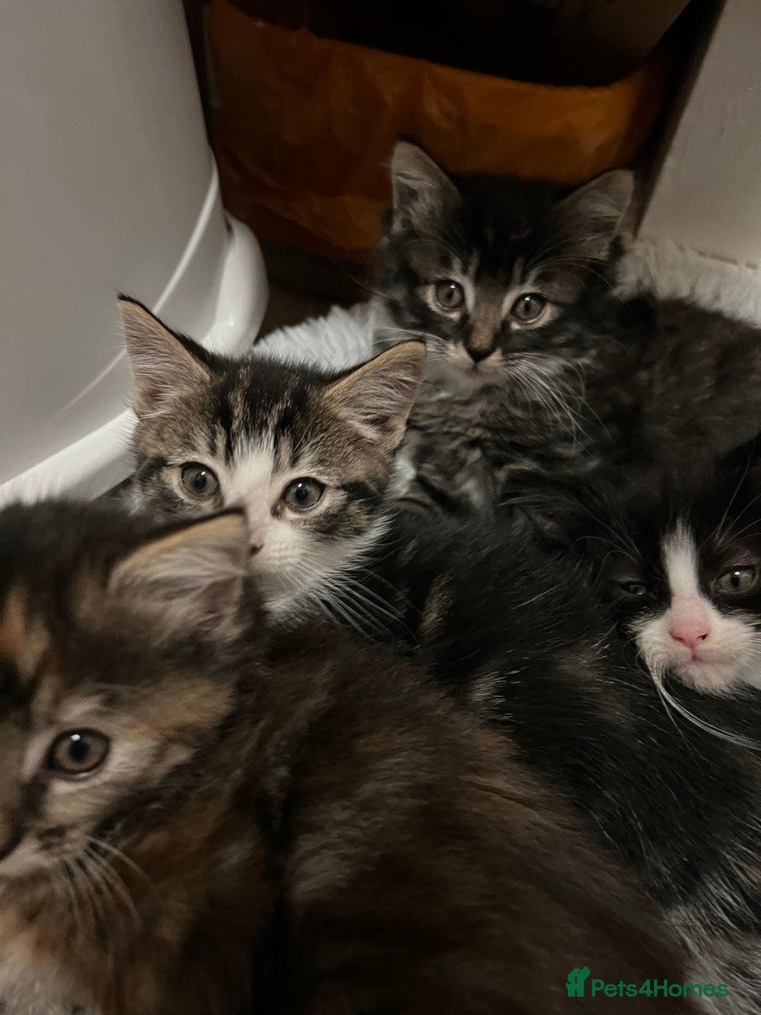 Mixed Breed cats for sale: Cheap Kittens for sale  (Ready to go asap) - Advert 10