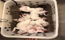 Dalmatian dogs for stud: Kc Baer tested studs available proven in Bedford - Image 10