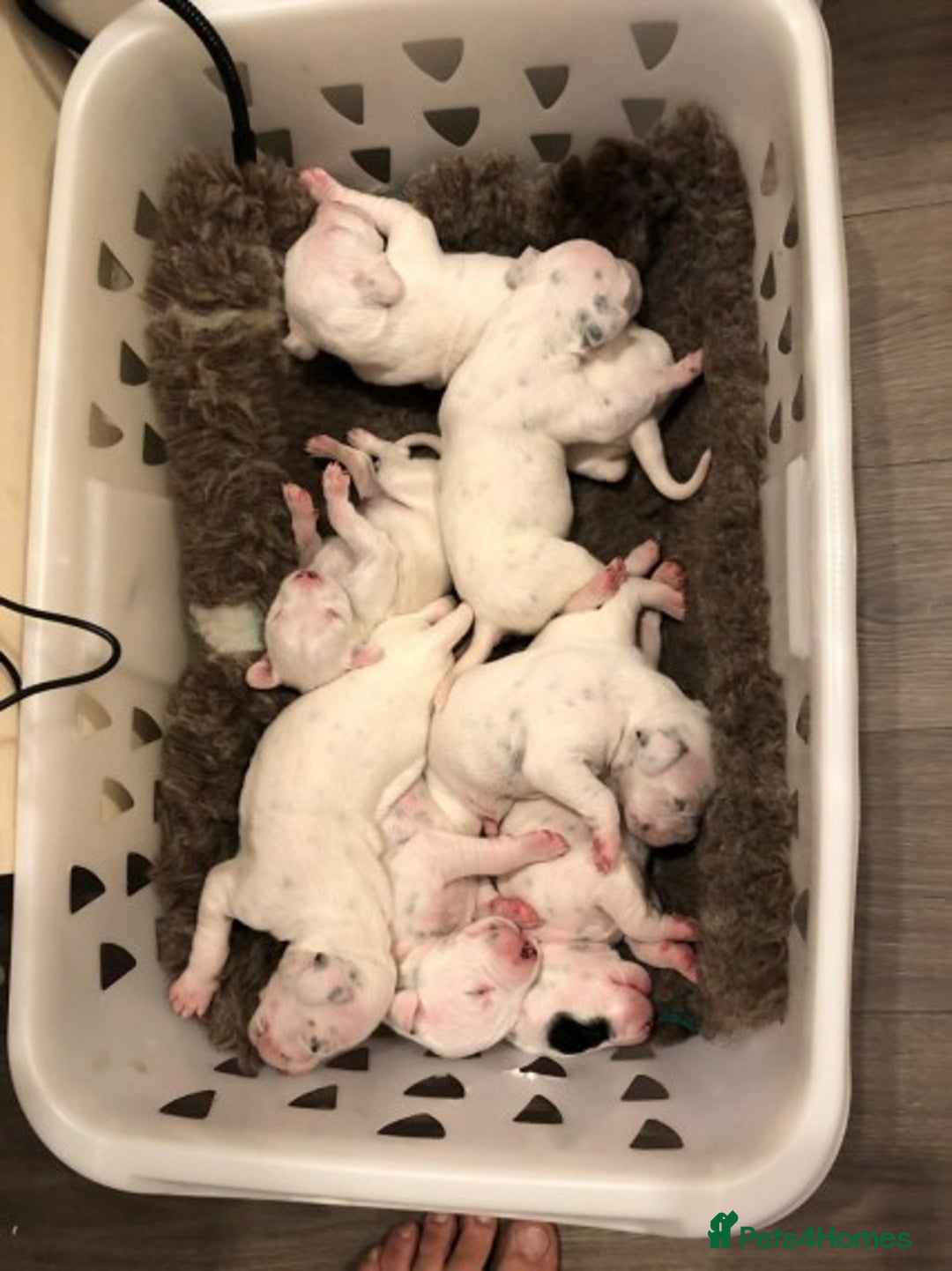 Dalmatian dogs for stud: Kc Baer tested studs available proven in Bedford - Image 10