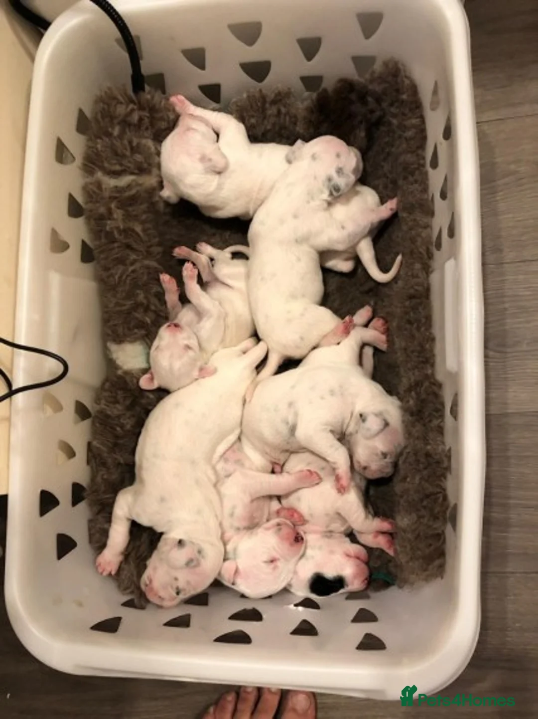 Dalmatian dogs for stud: Kc Baer tested stud sperm tested for quality  in Bedford - Advert 10