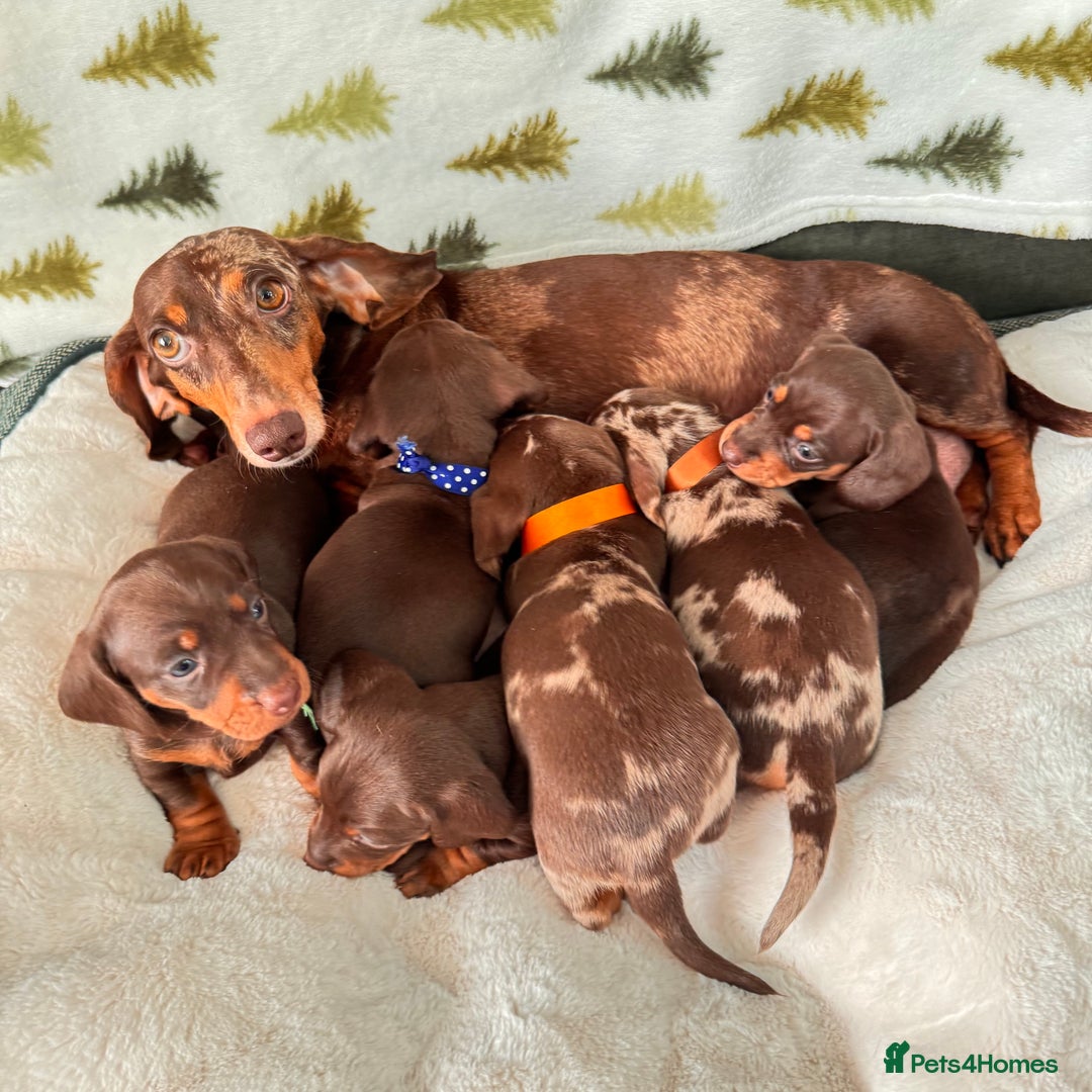 Miniature Dachshund dogs for sale: 6 KC registered miniature dachshund pupps  - Advert 4