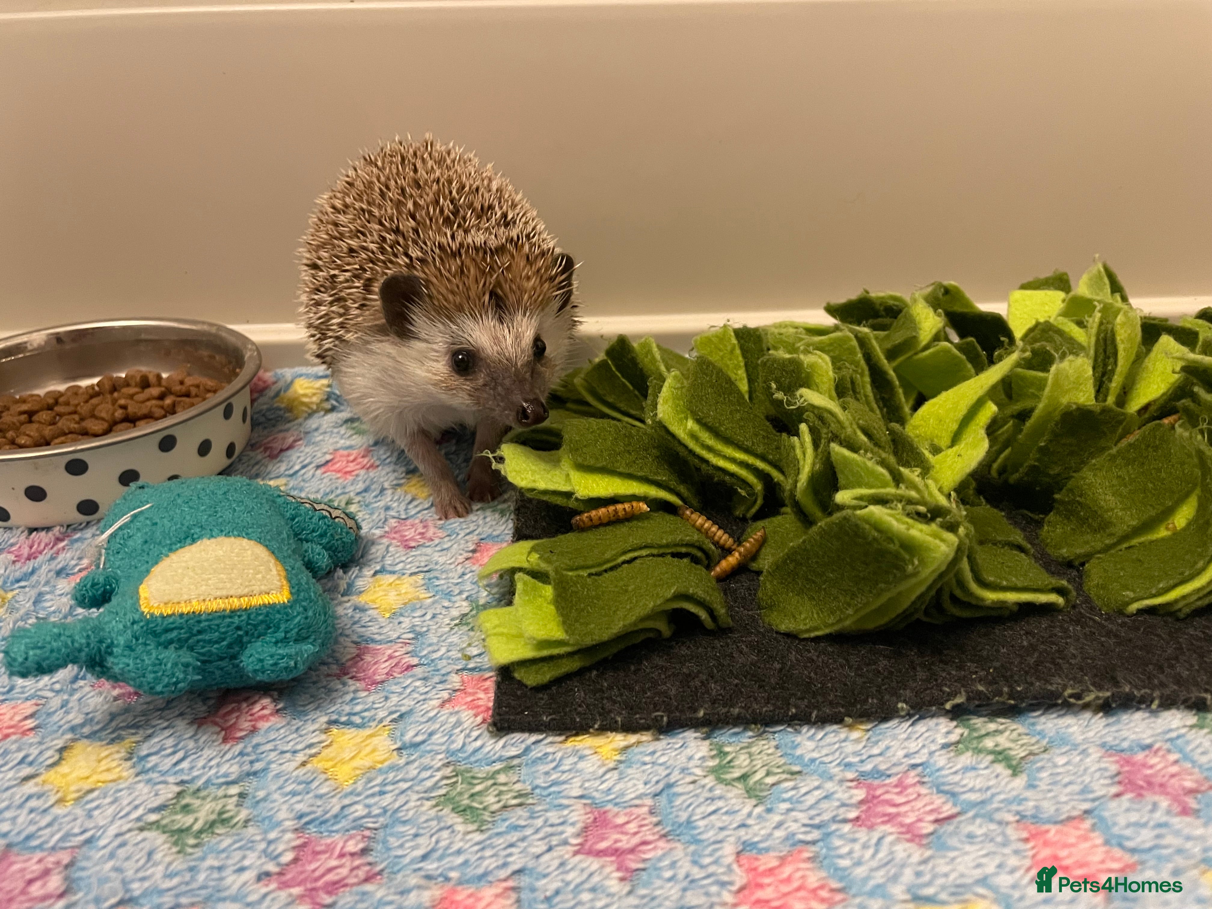 Pygmy Hedgehog rodents African Pygmy Hedgehog  - Advert 2