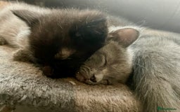 Mixed Breed cats for sale: Ragdoll cross beautiful friendly kittens - Image 5