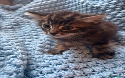 Mixed Breed cats for sale: Mixed breed 6 kittens  - Image 5