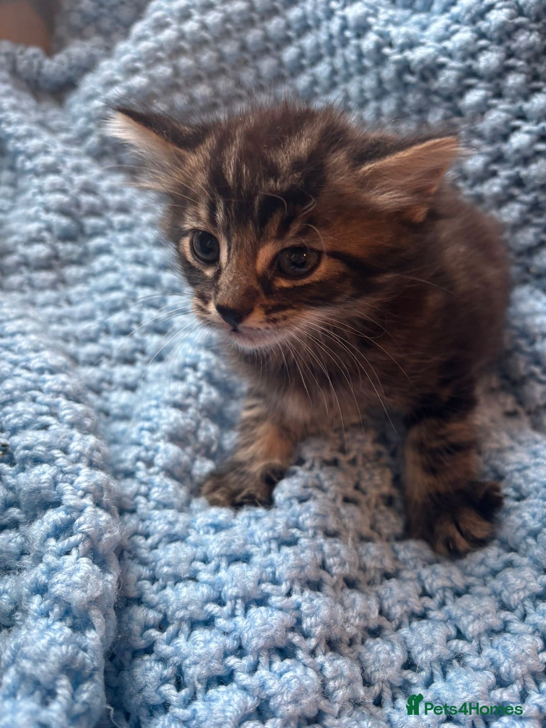 Mixed Breed cats for sale: Mixed breed 6 kittens  - Image 5