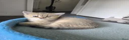 British Shorthair cats for sale: 🐱 British Shorthair Kittens for Sale 🐱 - Advert 3