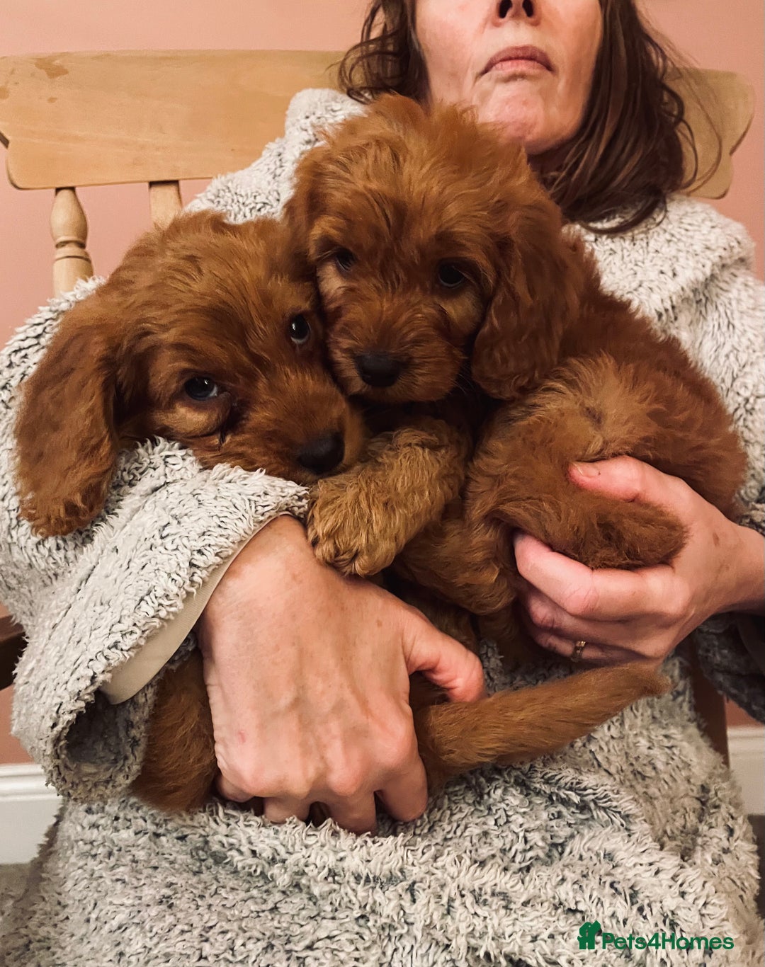 Cockapoo dogs for sale: Top quality fully health tested fox red cockapoos  - Advert 6