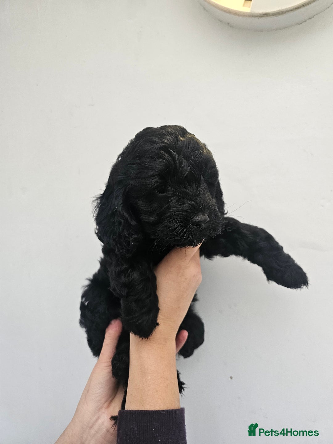 Cockapoo dogs for sale: **ONLY 1 BOY LEFT**F1 COCKAPOO PUPPIES  - Advert 2