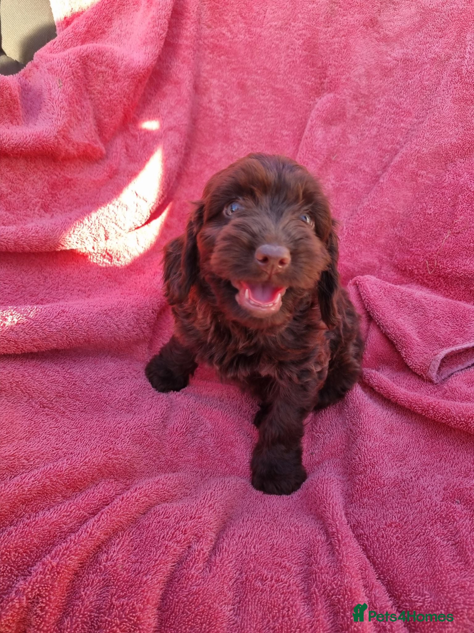 Cockapoo dogs Cockerpoo pups  - Advert 2