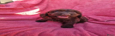 Cockapoo 4