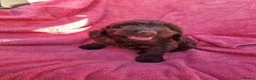 Cockapoo dogs for sale: Cockerpoo pups  - Advert 2