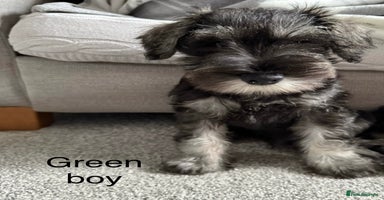 Miniature Schnauzer dogs - Advert 5