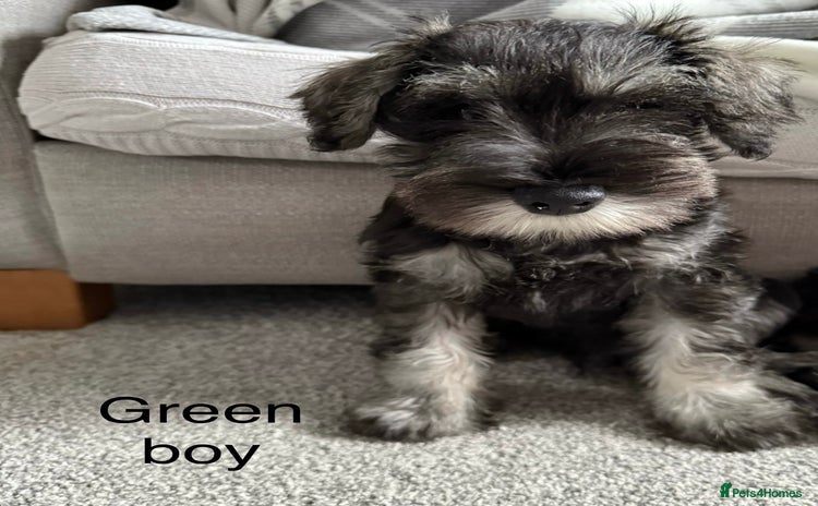 Miniature Schnauzer dogs - Advert 2