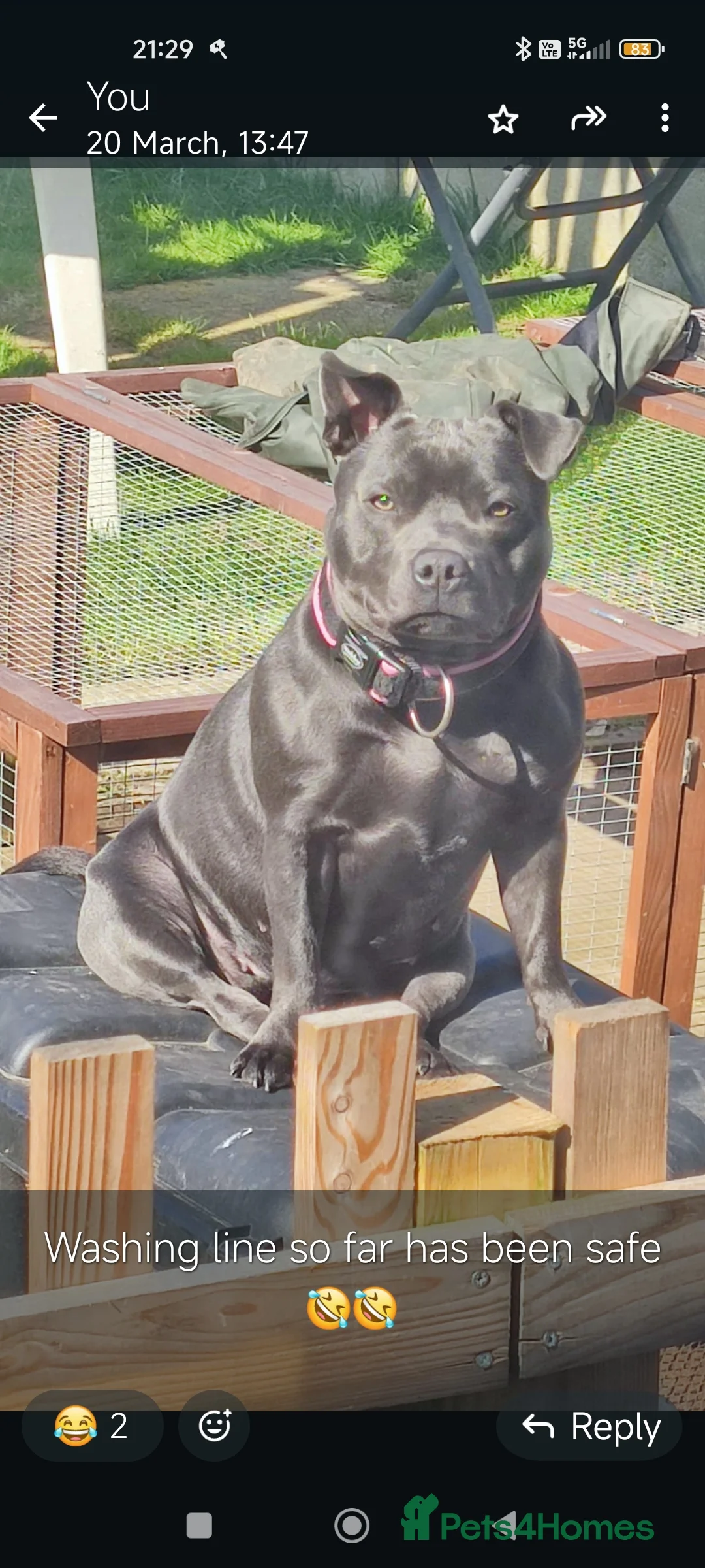 Staffordshire Bull Terrier dogs for sale: Beautiful KC reg Staffordshire bull terriers - Advert 12