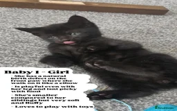Bombay cats for sale: 4 adorable kittens for sale mixed breed litter ⁠♡ - Image 3