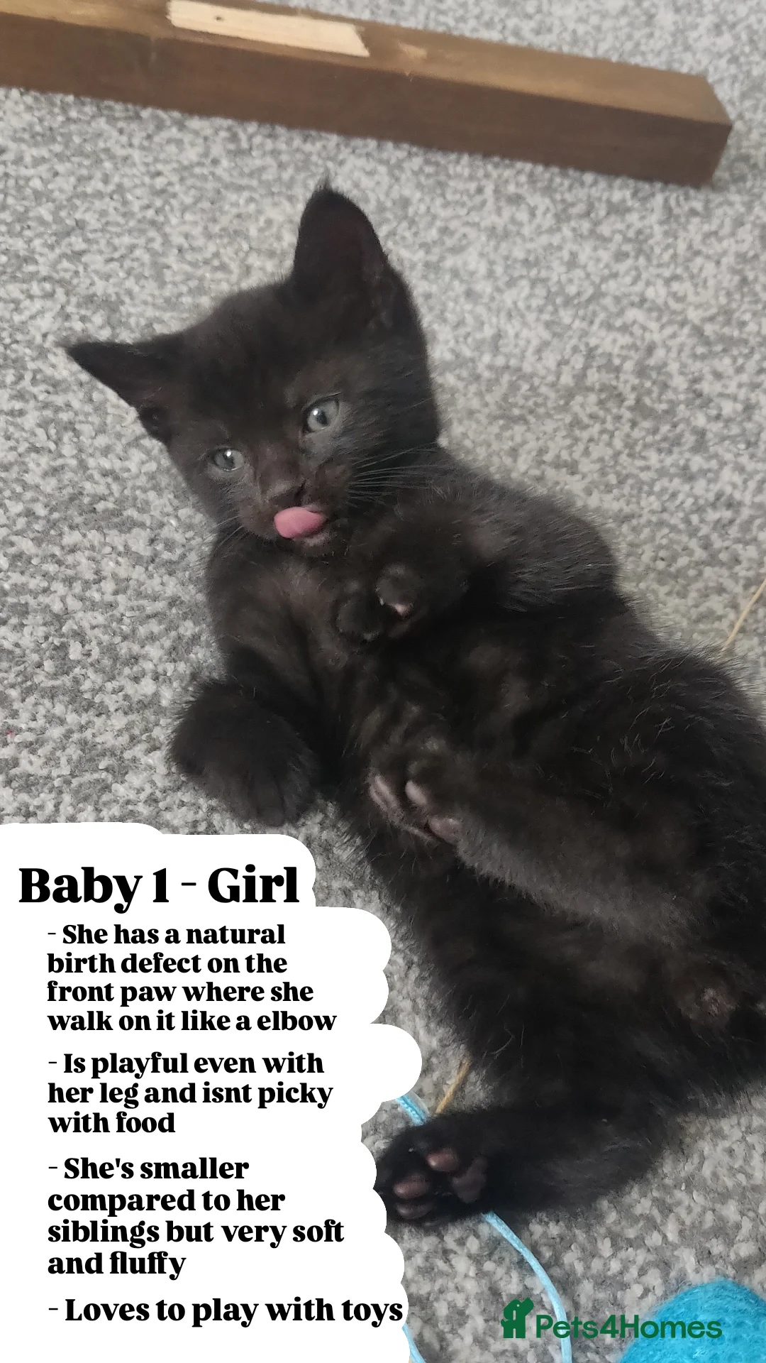 Bombay cats for sale: 4 adorable kittens for sale mixed breed litter ⁠♡ - Image 3
