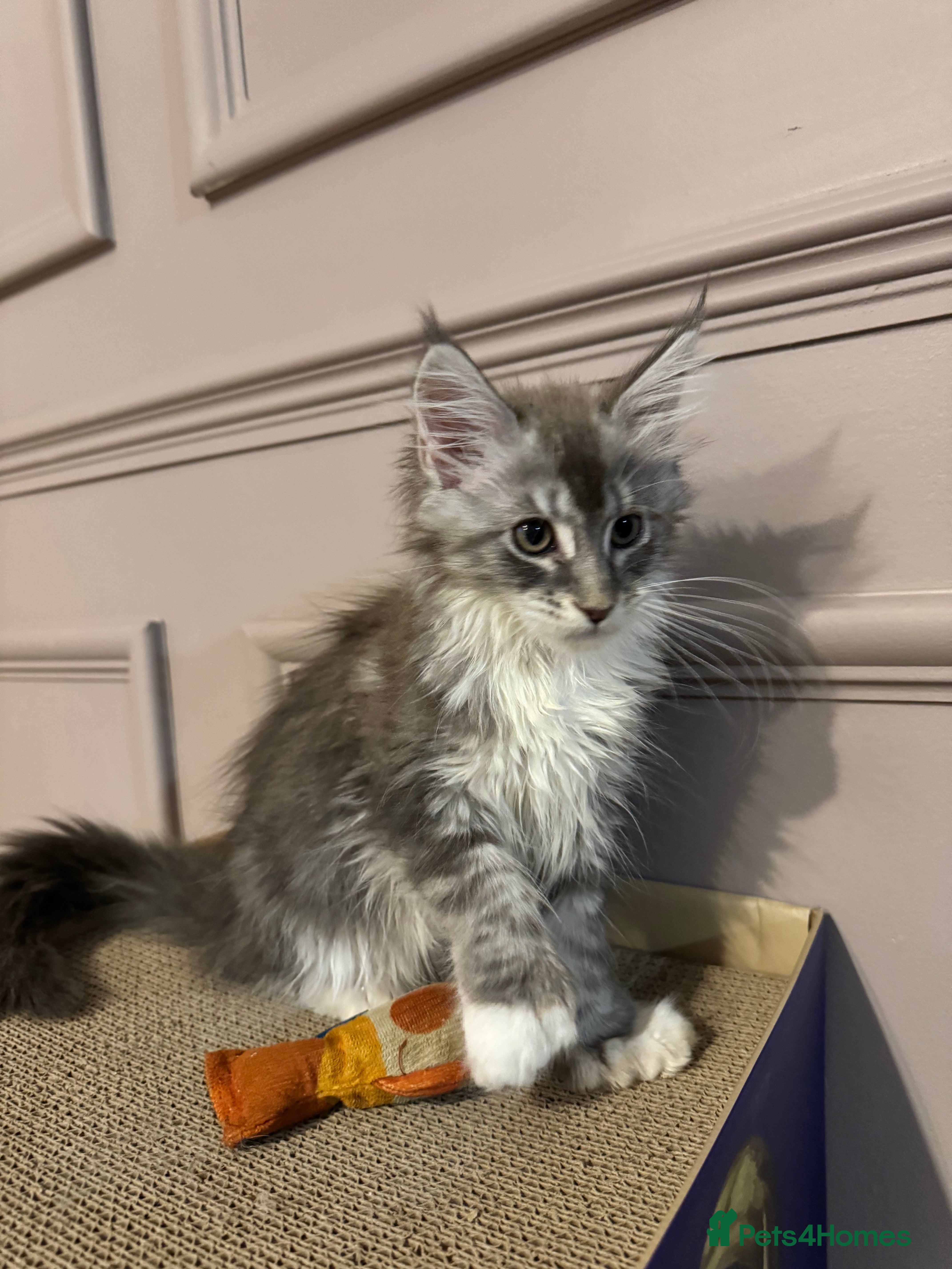 Maine Coon cats Maine coon TICA reg polydactyl girl blue white - Advert 7