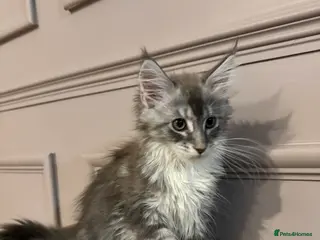 Maine Coon cats Maine coon TICA reg polydactyl girl blue white - Advert 7