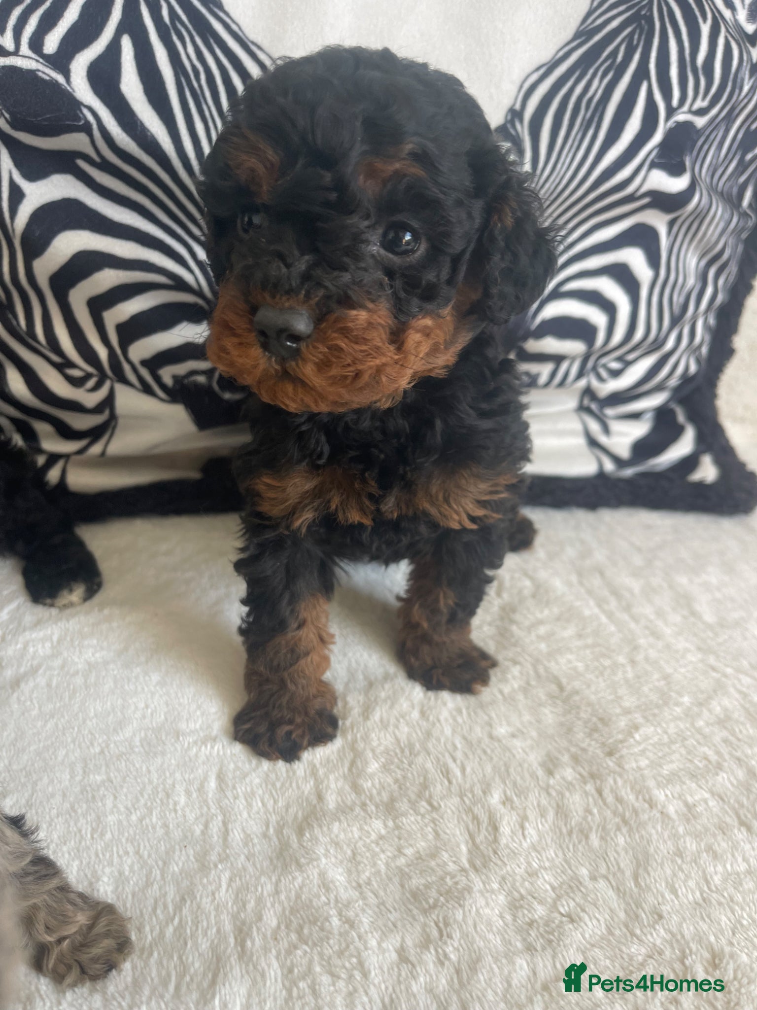 Cavapoo dogs STUNNING DNA TESTED CAVAPOOS - Advert 2