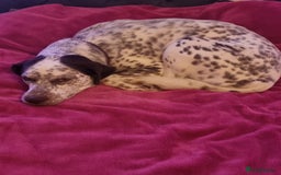 Mixed Breed dogs for sale: Husky/ dalmatian free - Image 7