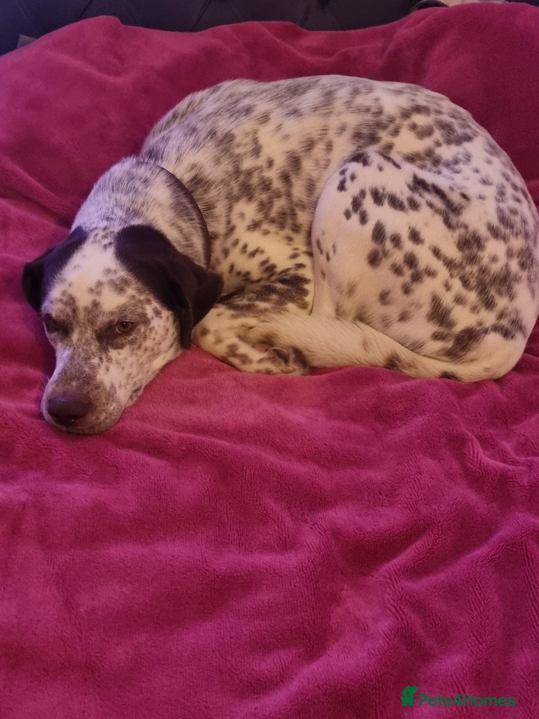 Mixed Breed dogs for sale: Husky/ dalmatian free - Image 7