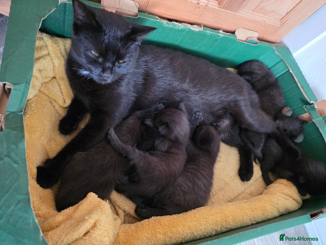 Mixed Breed cats for sale: Black kittens  - Image 6